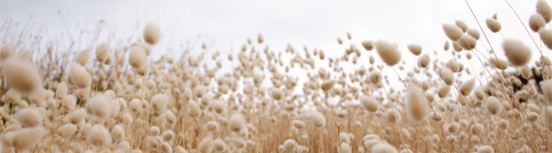 Why Organic Cotton is a Sustainable Choice